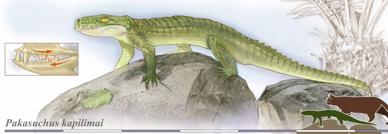 Descubren una nueva especie fósil de cocodrilo con dientes de mamífero II