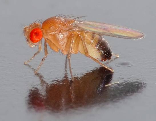 Descubren una nueva proteína esencial para la mitocondria