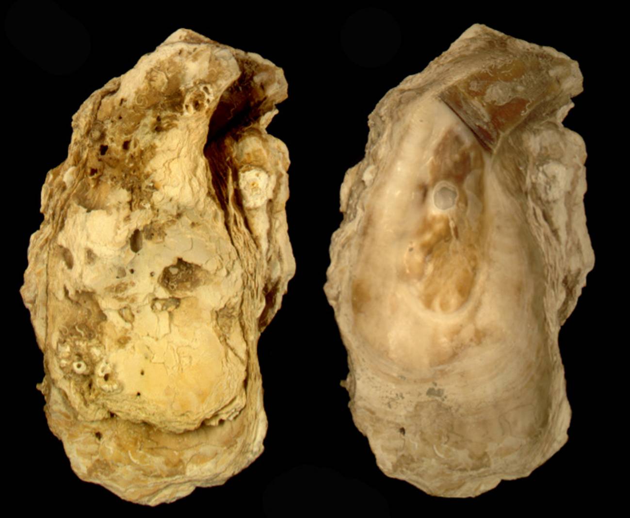 Descubren una ostra gigante que se creía extinguida