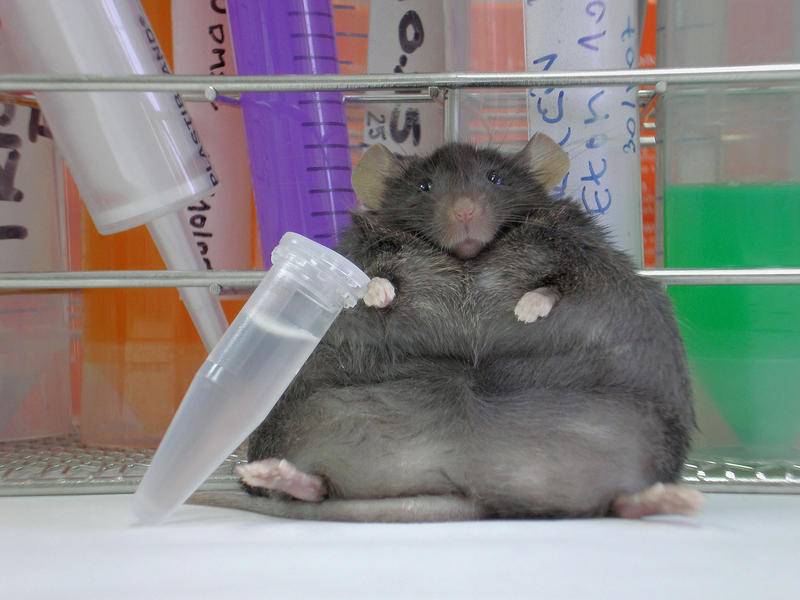 En la imagen, un ratón que presenta obesidad severa en el Laboratorio de Investigación Metabólica de la Clínica Universitaria de Navarra. / Sara Becerril 