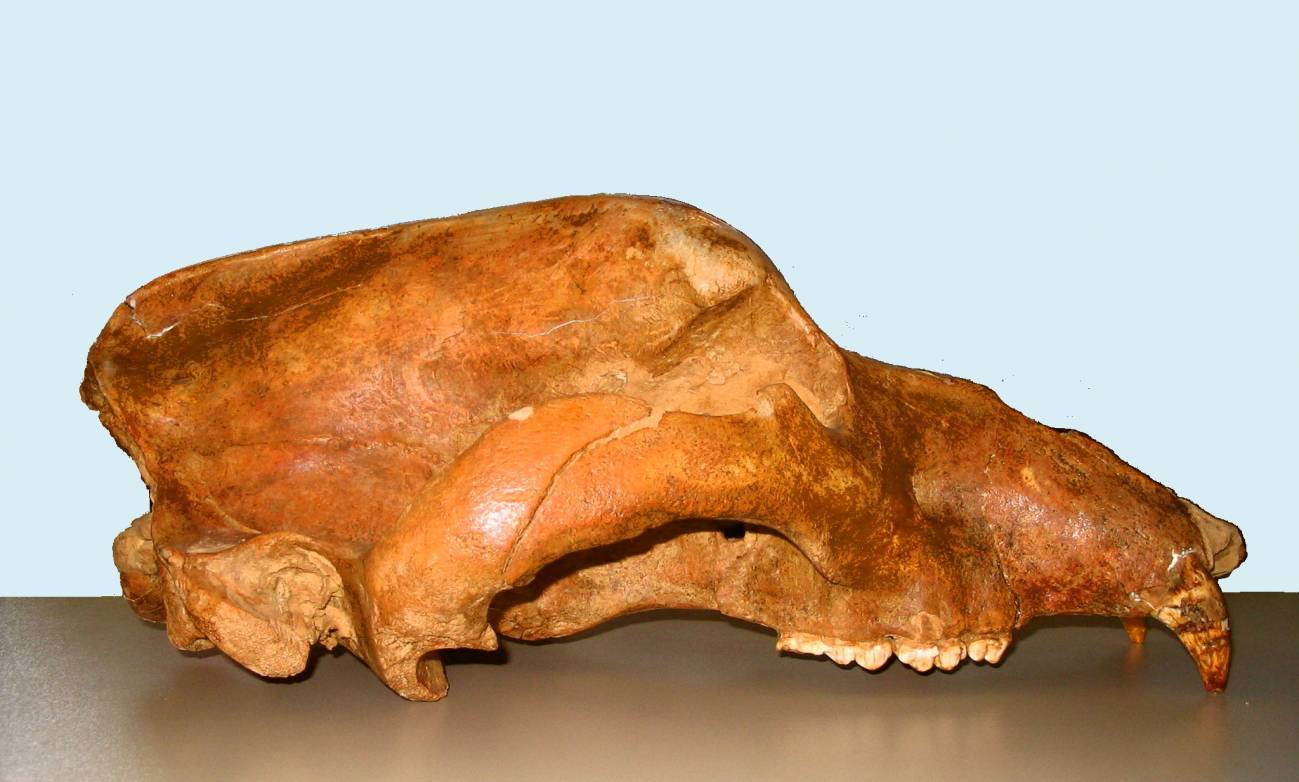 Desvelan las causas reales de la extinción del oso de las cavernas