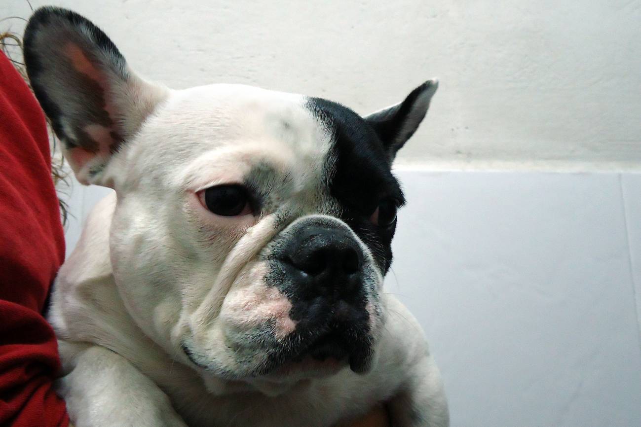 Detectan en España el primer bulldog francés con reversión sexual