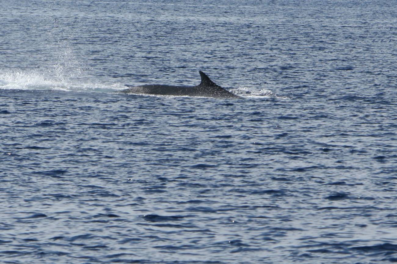 Detectan los primeros rorcuales de la temporada en la costa catalana 