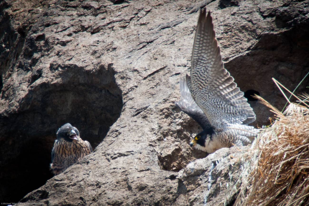 Detectan nuevos contaminantes en huevos de halcón peregrino