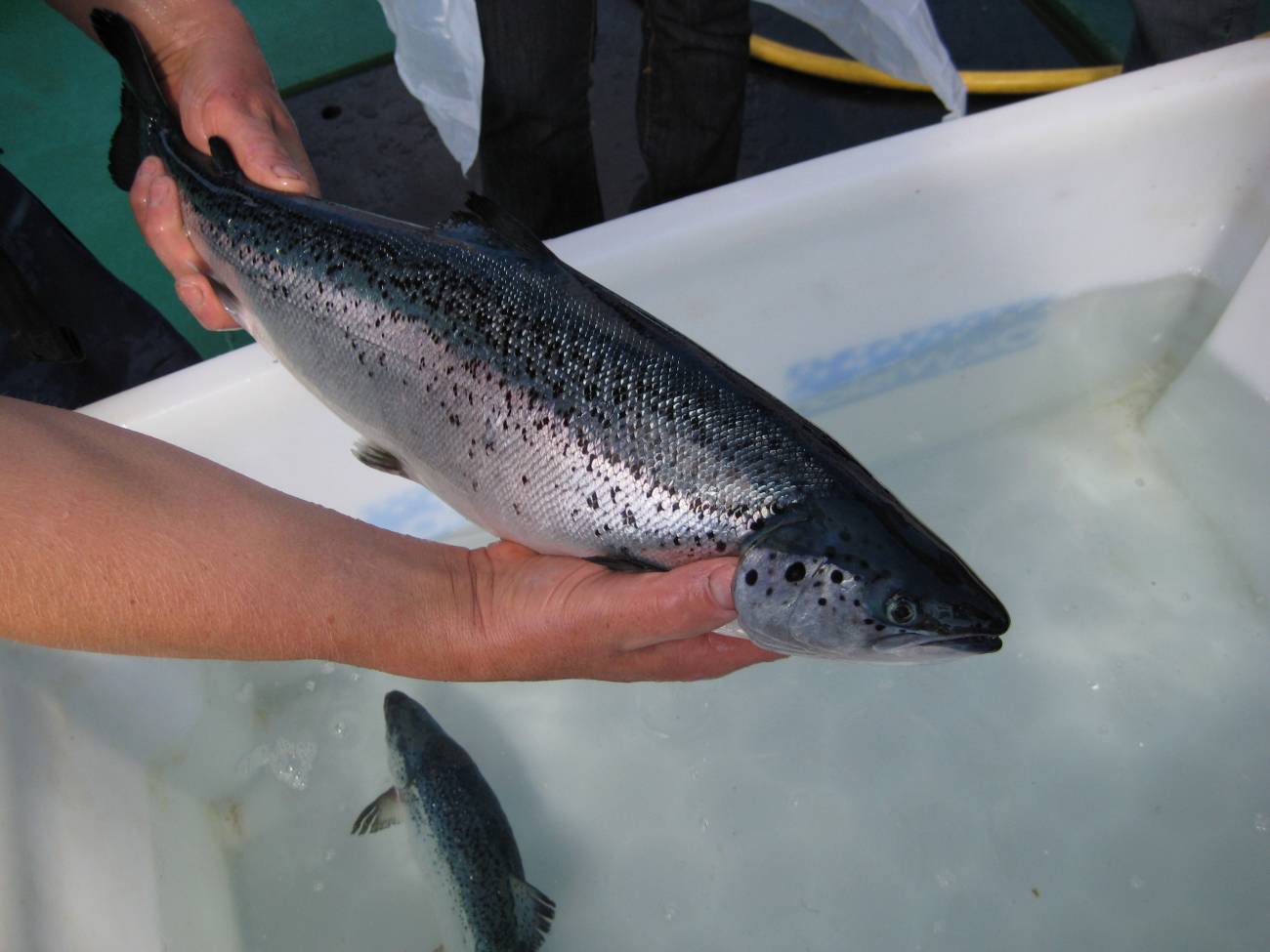 Piscifactoría de salmón. Imagen: Norsk Havbrukssenter.  
