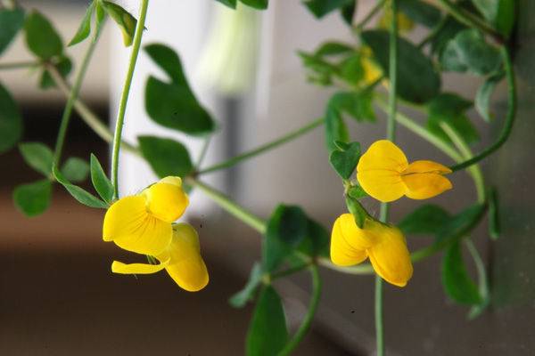Lotus japonicus