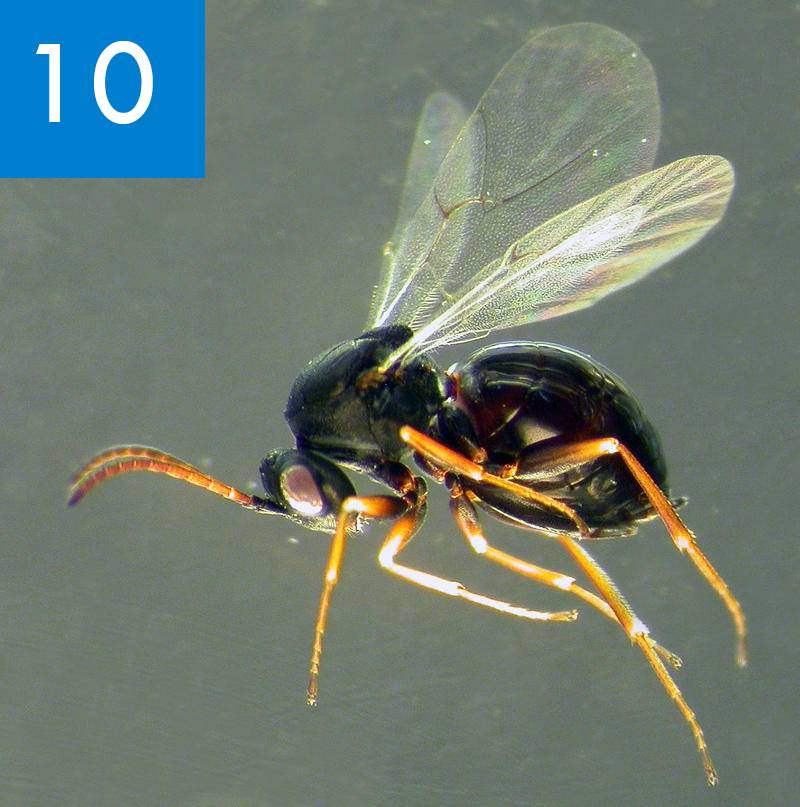 Dos nuevas especies de avispas de las agallas en la península ibérica