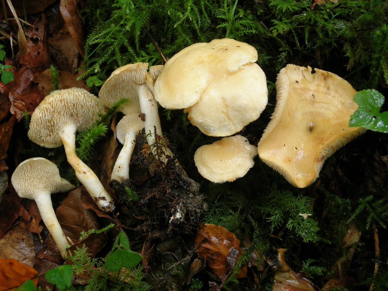 'Hydnum vesterholtii'. /UPV / EHU