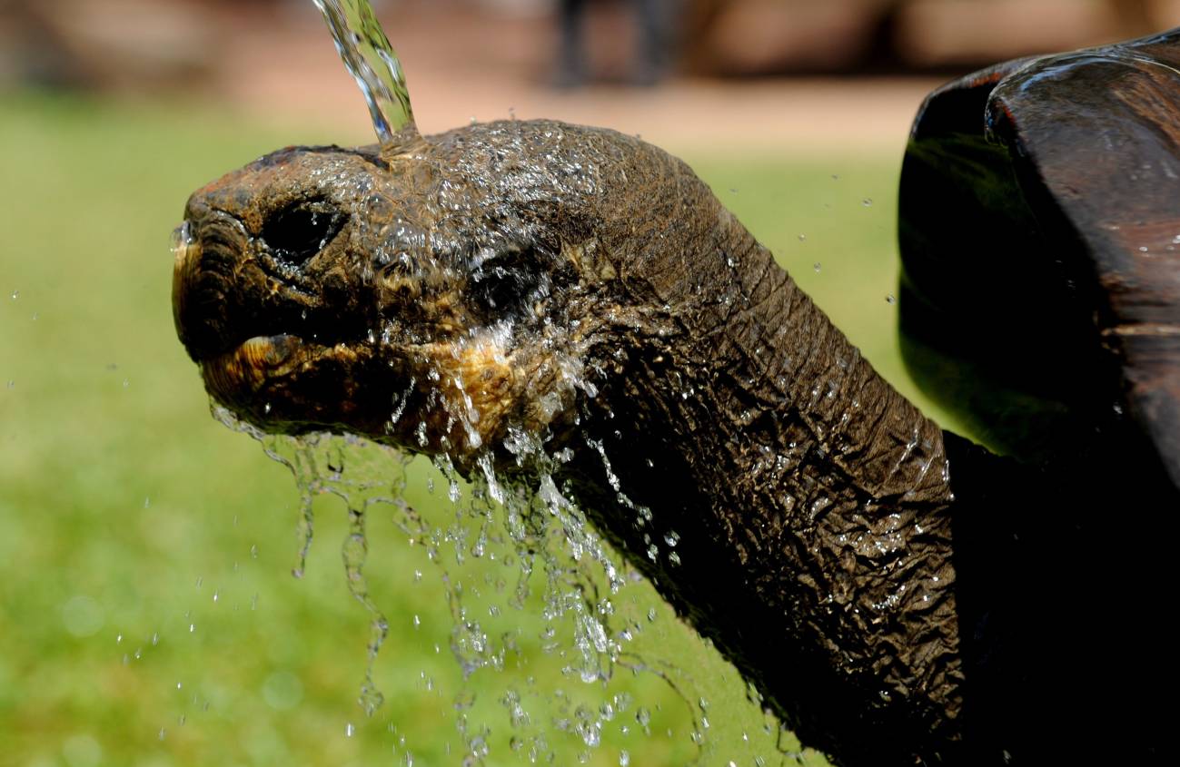 Detalle de Hugo, de 61 años, una tortuga de las Galápagos mientras es rociada con agua para refrescarla miércoles en el Parque Reptil Australiano en Sidney (Australia), durante la ola de calor que se registra en el país. 