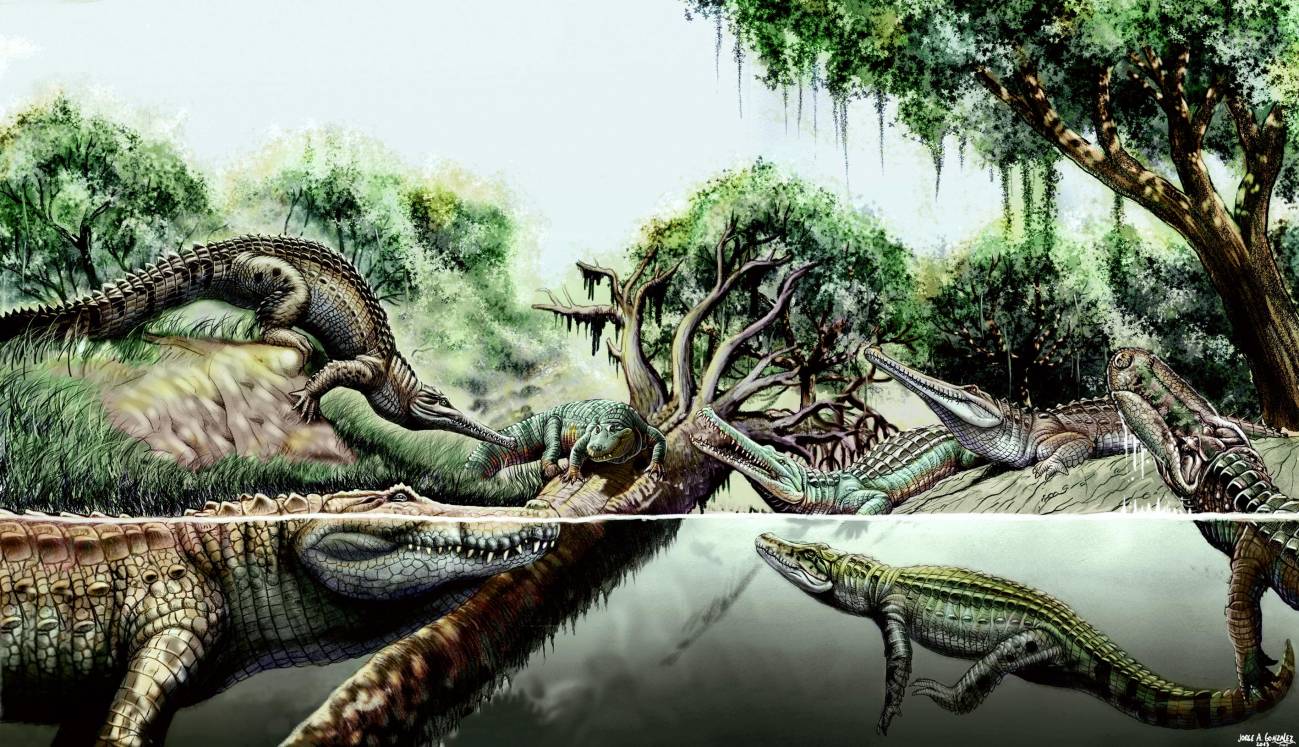 Reconstrucción de distintas especies de cocodrilo del Mioceno. / Jorge A. Gonzalez.