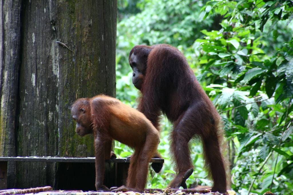El ADN del orangután es más diverso que el del humano 