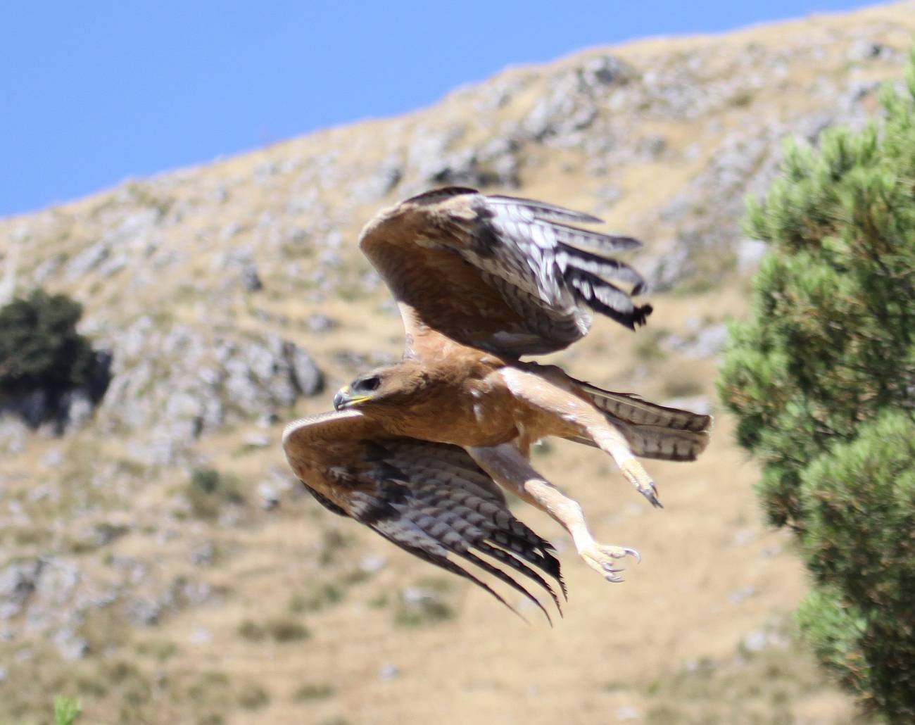 Un joven águila perdicera es liberado en Sicilia (Italia) tras ser decomisado por la policía italiana a una red de expoliadores de nidos. Imagen: Massimiliano Di Vittorio. 