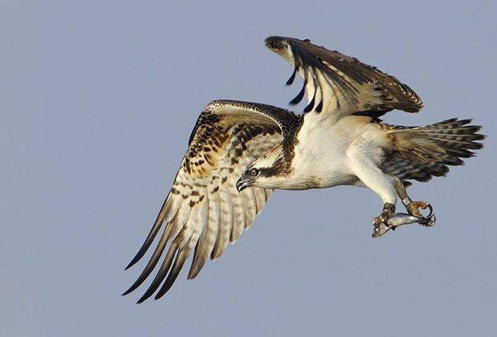 El águila pescadora vuelve a criar en la península ibérica
