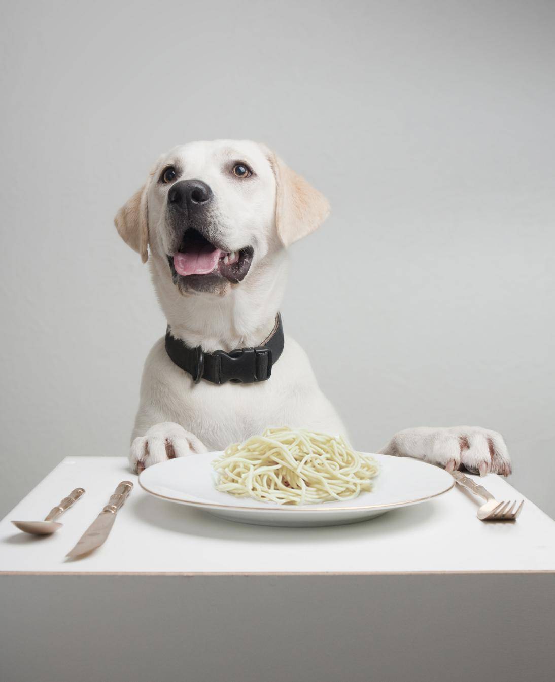 Las adaptaciones genéticas que permitieron a los perros asimilar el almidón fueron cruciales para que se convirtiera en un animal doméstico, según un estudio que publica la revista Nature.