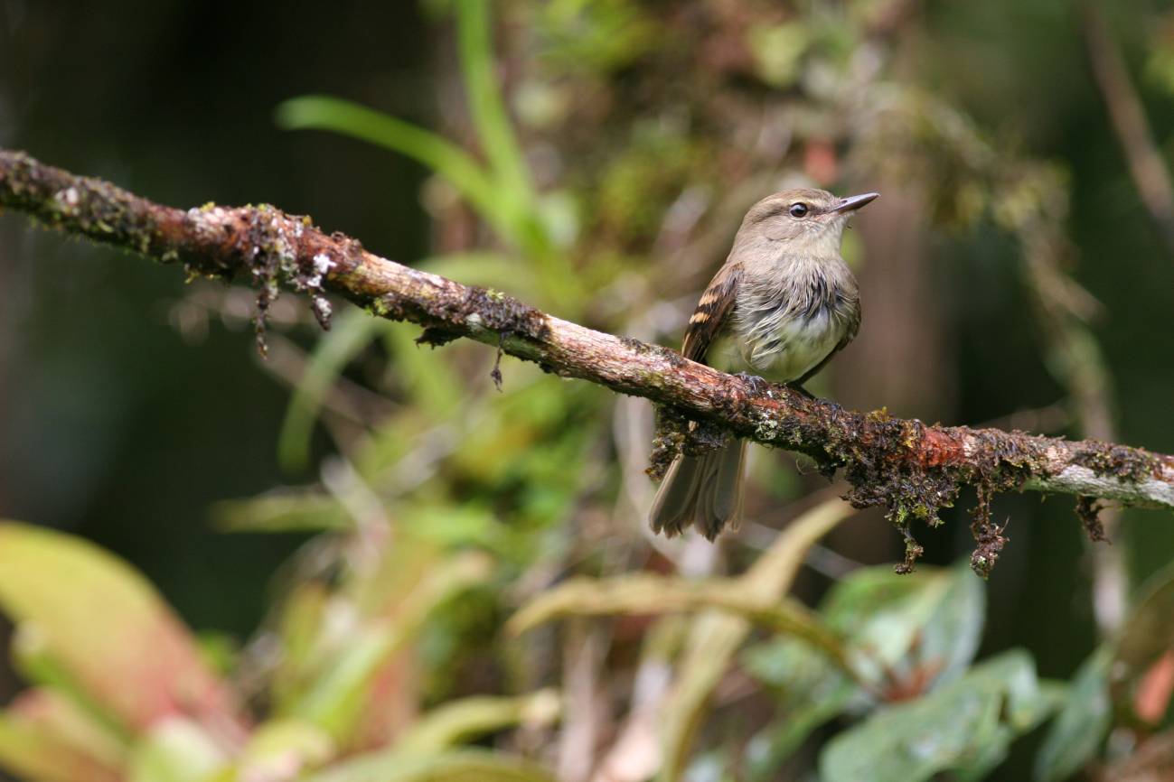 Ave suboscina mosquero parduzco (Cnemotriccus fuscatus). Imagen: Diego Gil 