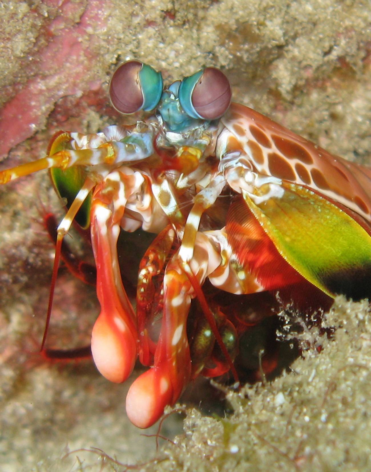 El arma secreta de las gambas mantis