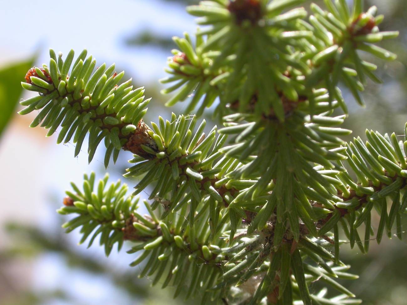 El aumento de temperatura y ciertas prácticas forestales hacen vulnerable la población de pinsapos del bosque mediterráneo
