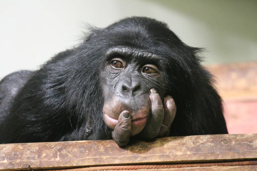 El autocontrol en un niño de tres años es similar al de un chimpancé