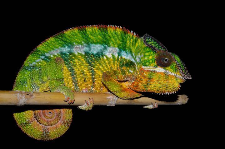 El camaleón pantera no es una especie, sino once