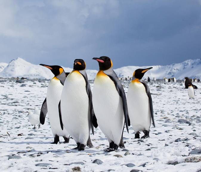 El cambio climático amenaza la supervivencia de los pingüinos de la Antártida