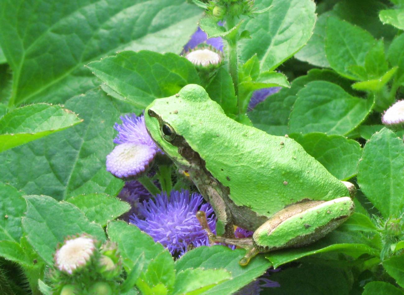 El canto ‘desincronizado’ de las ranas arborícolas japonesas ha inspirado el desarrollo de un algoritmo de inteligencia artificial. Imagen: Tanaka Juuyoh. 