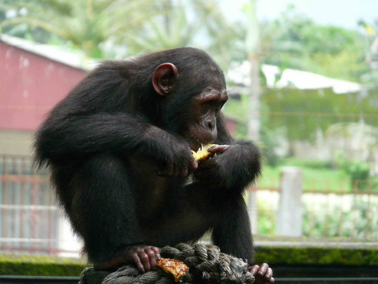 El chimpancé de Camerún, en riesgo de extiención