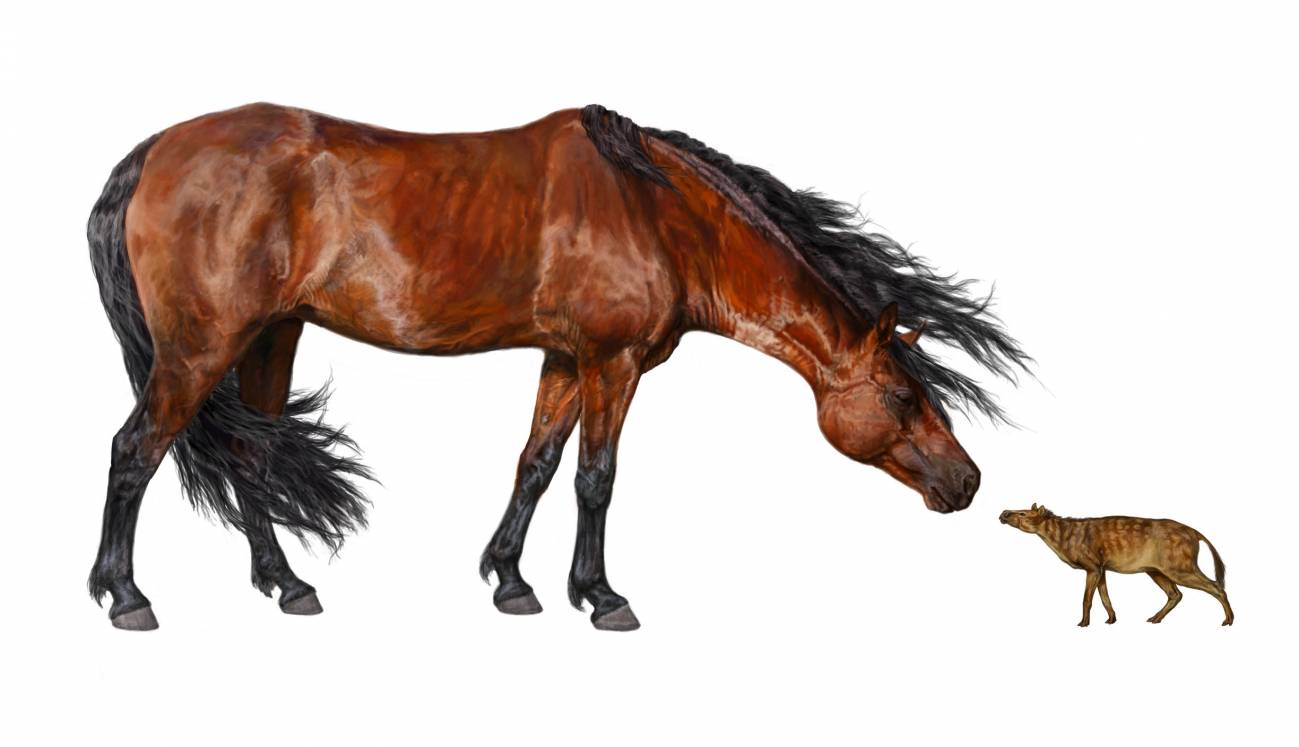 Ilustración de un caballo actual (izquierda) y de un Sifrhippus sandrae del tamaño de un perro pequeño (derecha). Imagen: Daniel Byerley. Museo de Historia Natural de FLorida