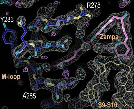 Bucles de tubulina con la zampanolida y otras sustancias. Imagen: Andrea E. Prota et al. 