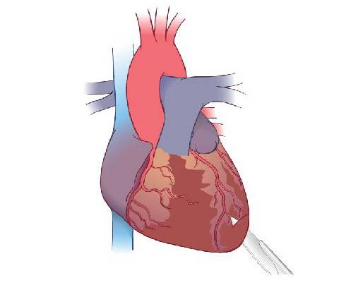 El corazón de un ratón recién nacido puede regenerarse a sí mismo