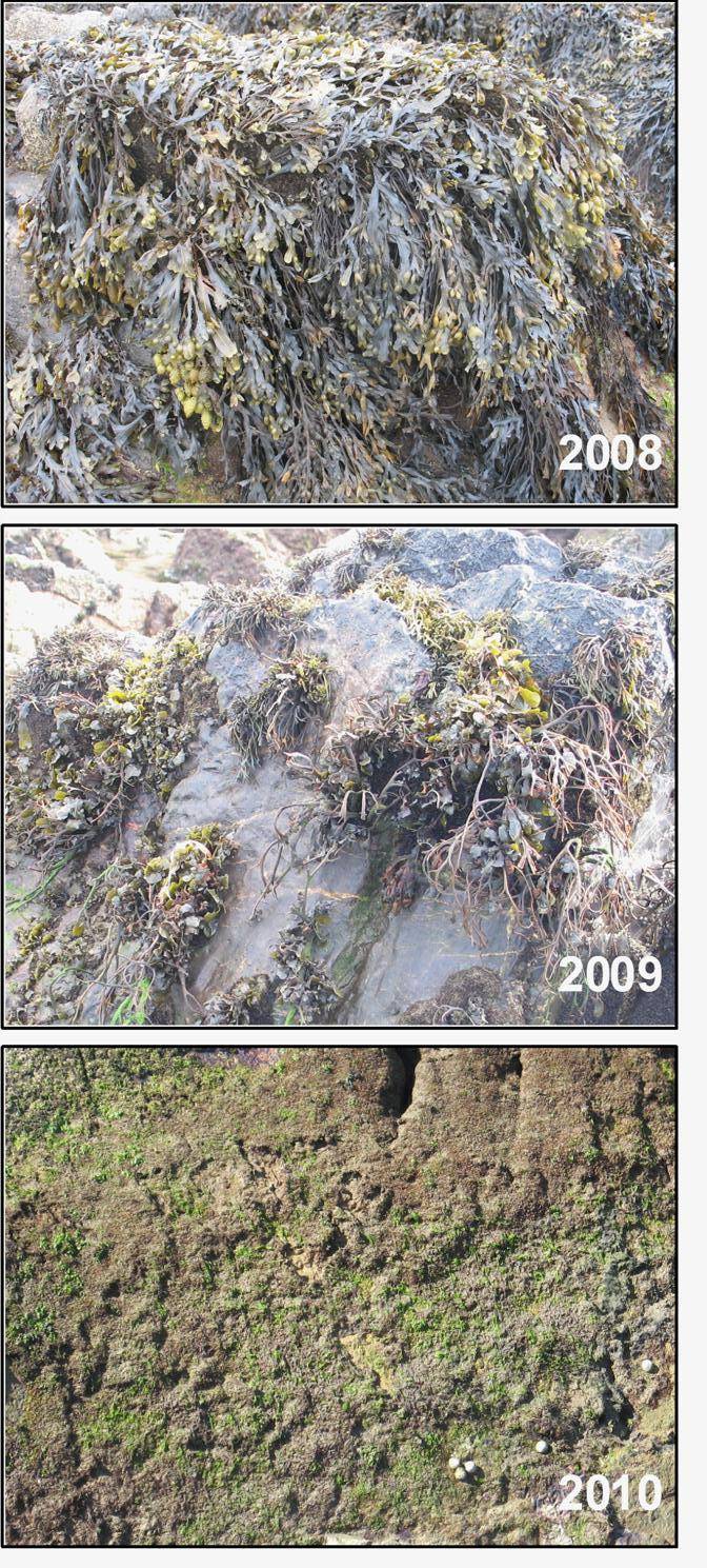 Deterioro de una población de fucus en Asturias. Foto: Chely Fernández. 