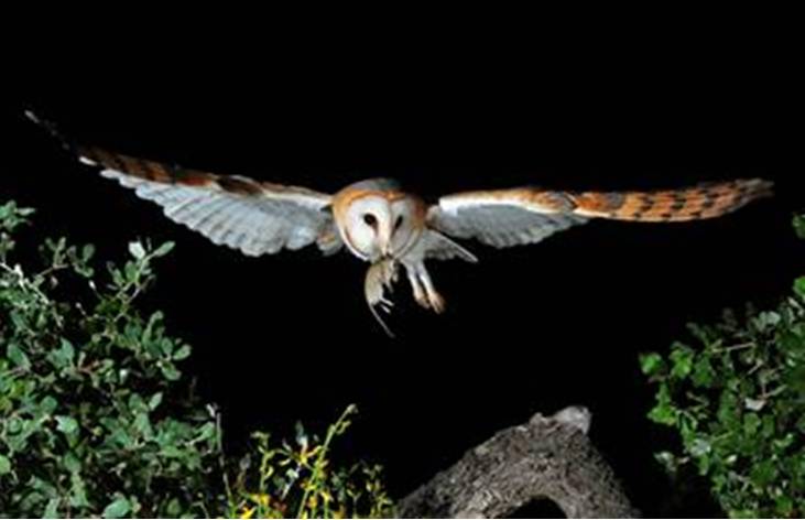 La lechuza común es una de las especies que ostenta mayores declives. Imagen: Iván Corbacho de la Herrán. 