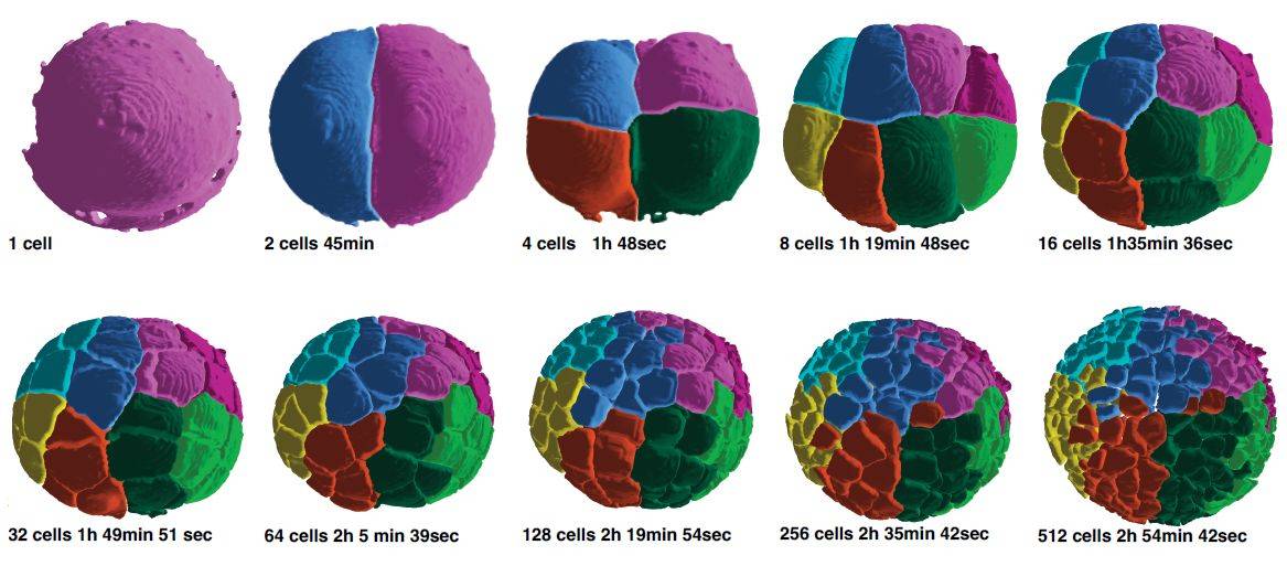 El desarrollo de un embrión en 3D y alta definición: de 1 a 1000 células en 180 minutos