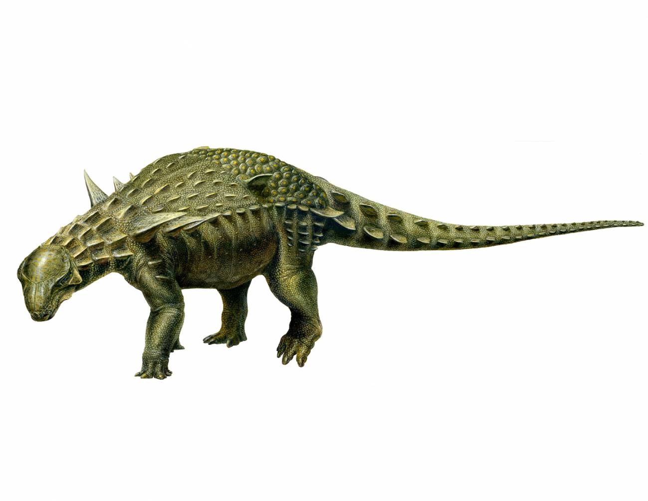 Reconstrucción del dinosaurio acorazado más completo de Europa (Ariño, Teruel). / Lukas Panzarin