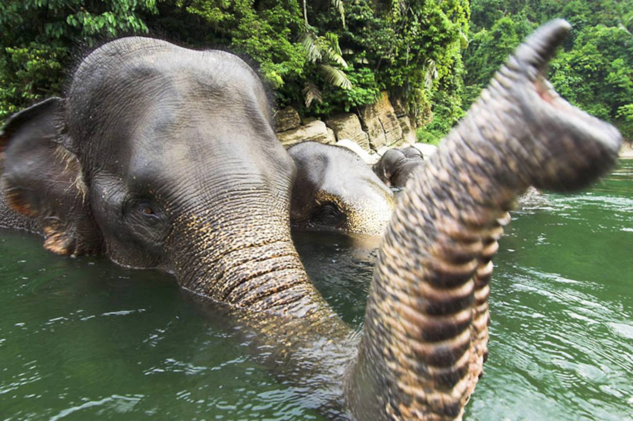 Elefantes de Sumatra.