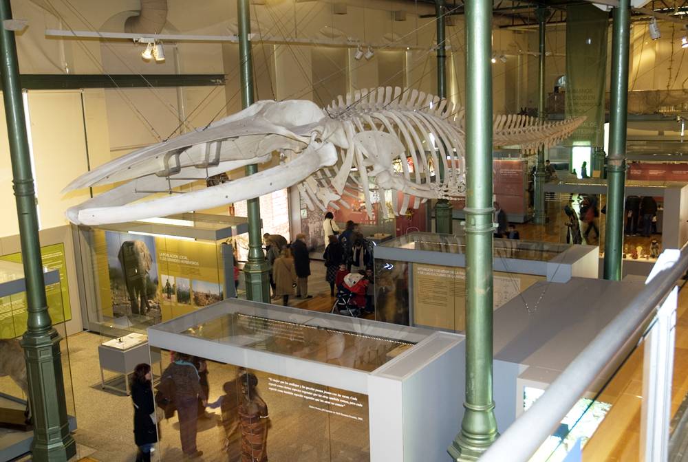 El esqueleto de una ballena llega al Museo Nacional de Ciencias Naturales 