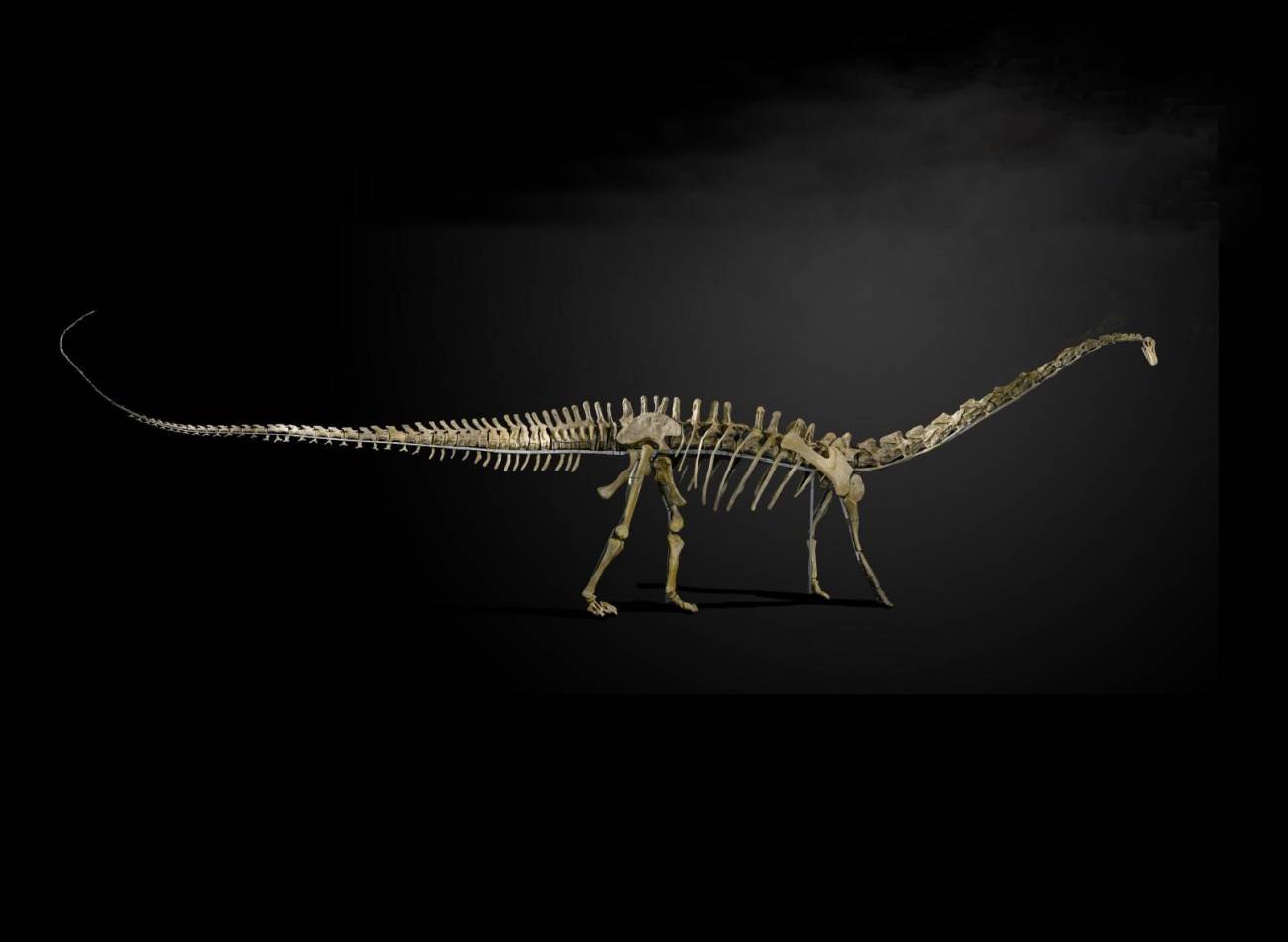 Quien quiera llevarse este ejemplar de Diplodocus tendrá que gastarse entre 400.000 a 600.000 libras/ Summers Place Auctions