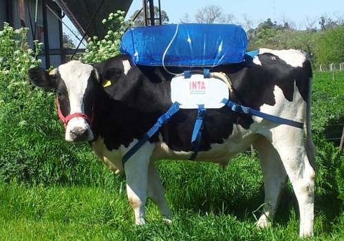 El gas de las vacas puede alimentar un motor