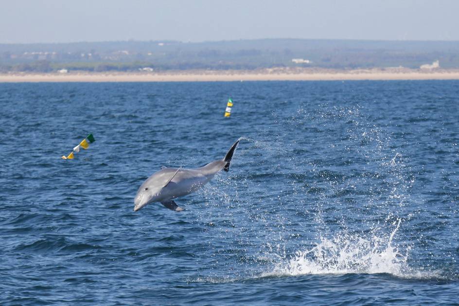 El Golfo de Cádiz es un santuario para cetáceos y aves marinas