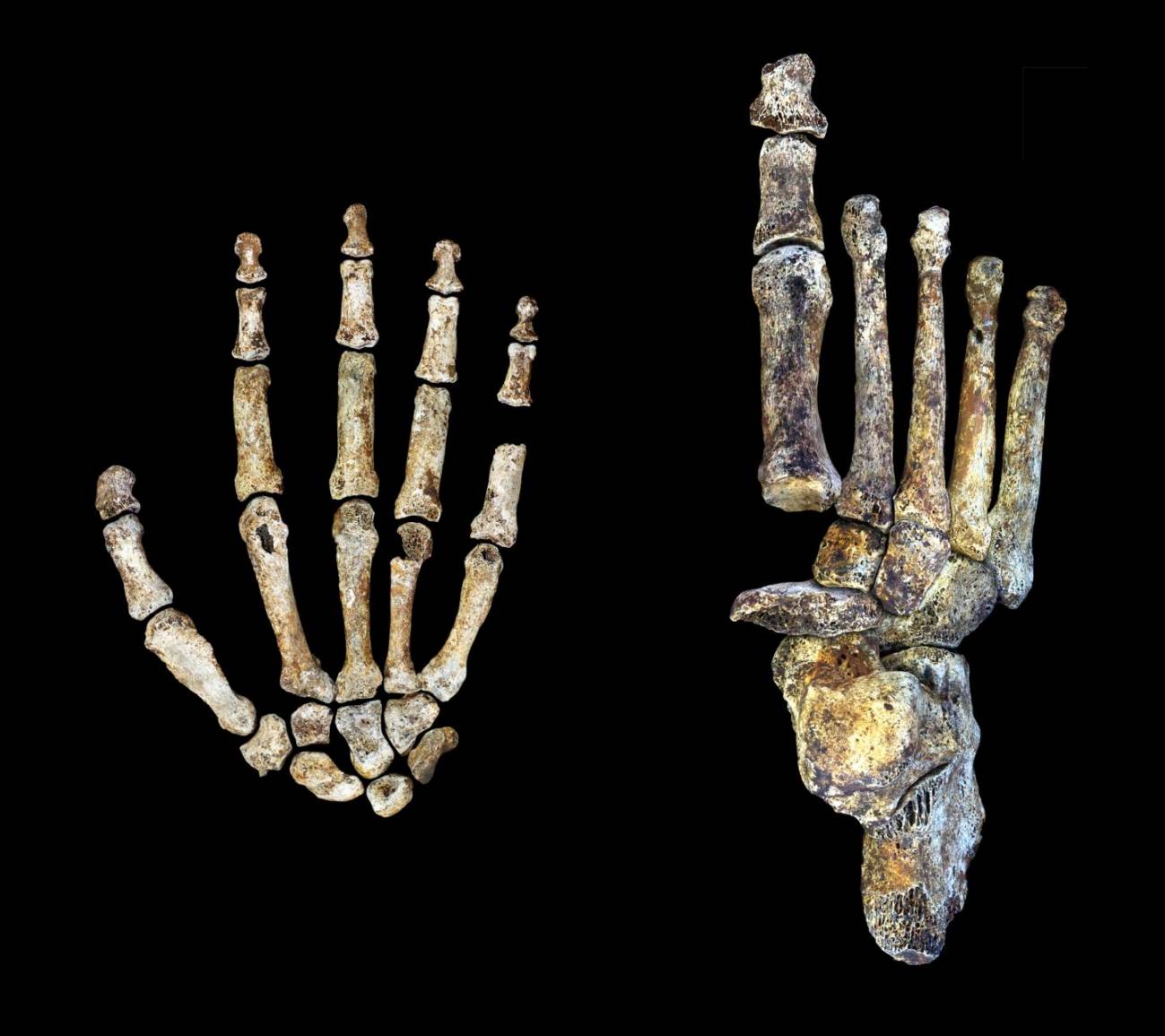 El ‘Homo naledi’, un andarín con manos modernas 