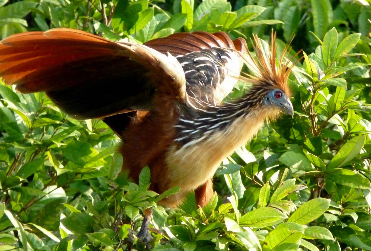 La pérdida de biodiversidad no solo incluye extinciones globales, sino también cambios en la abundancia de especies. En la foto, un hoacín. Imagen: Carine06.  