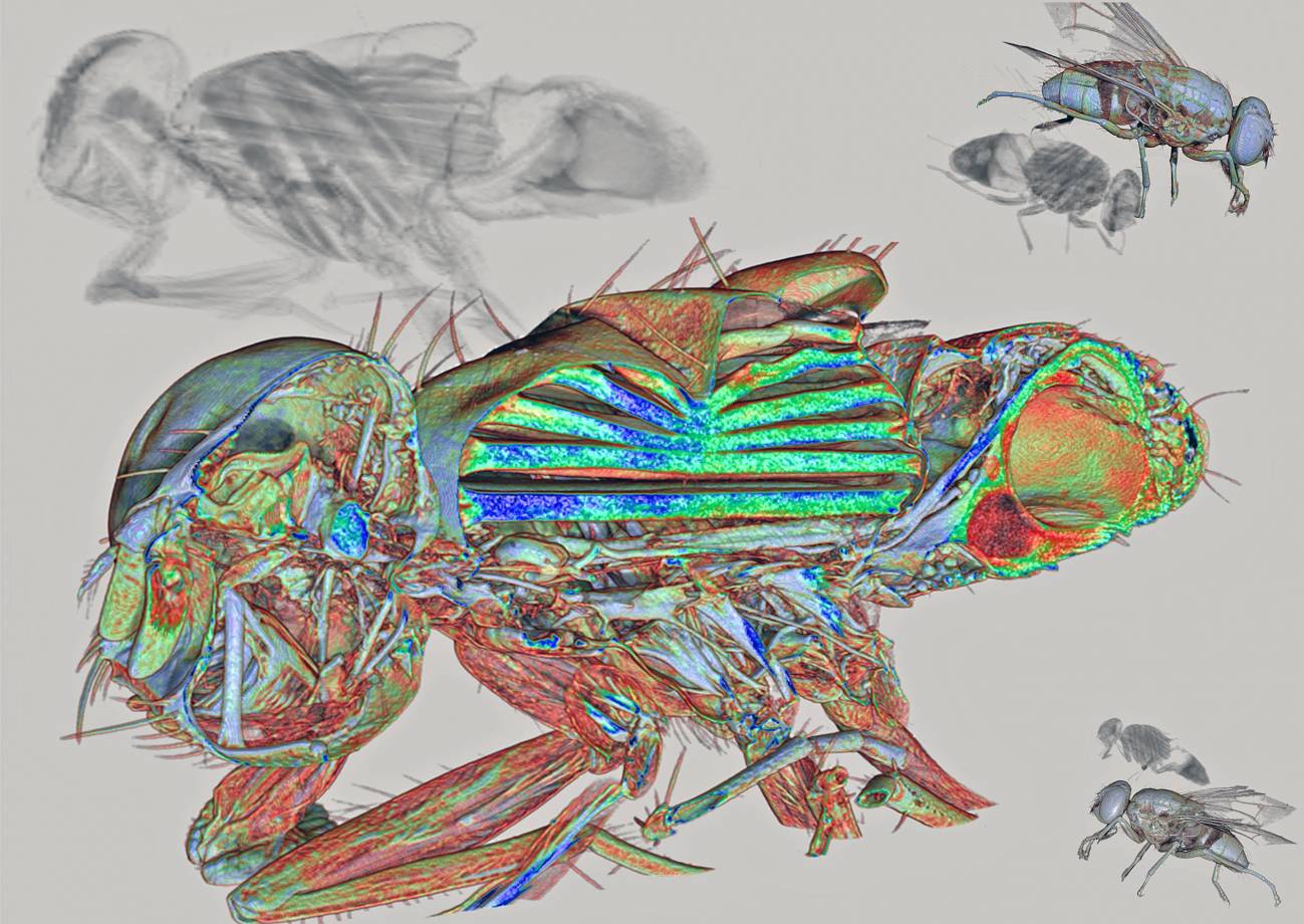  El interior de una mosca, mejor imagen del año de microtomografía