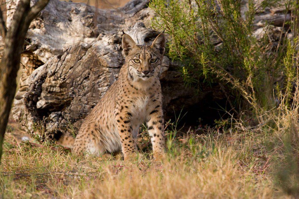 El lince ibérico deja de estar ‘en peligro crítico’