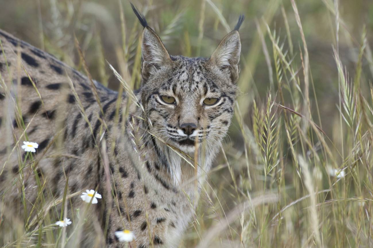 Ejemplar de lince ibérico (Lynx pardinus). Imagen: CSIC. 