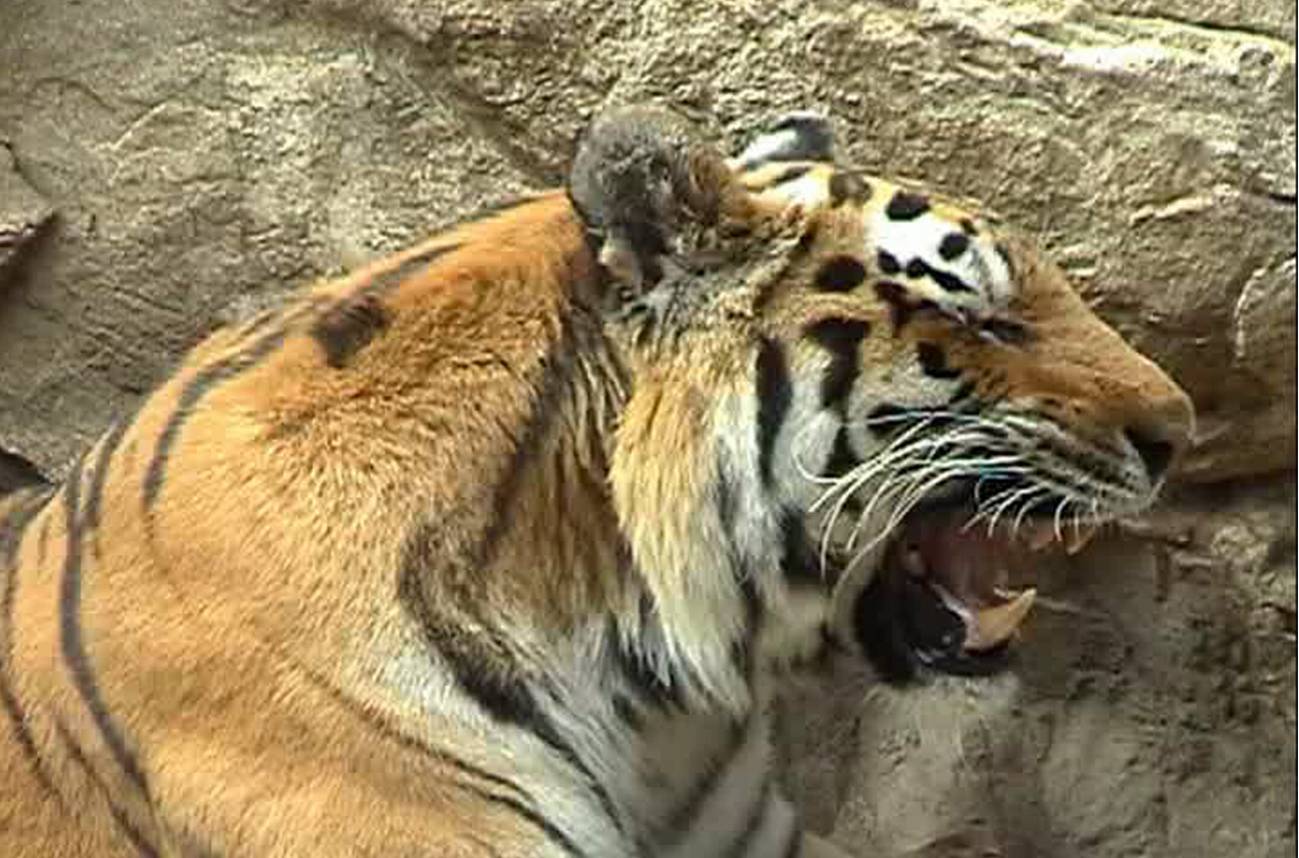 El llanto del tigre que ruge