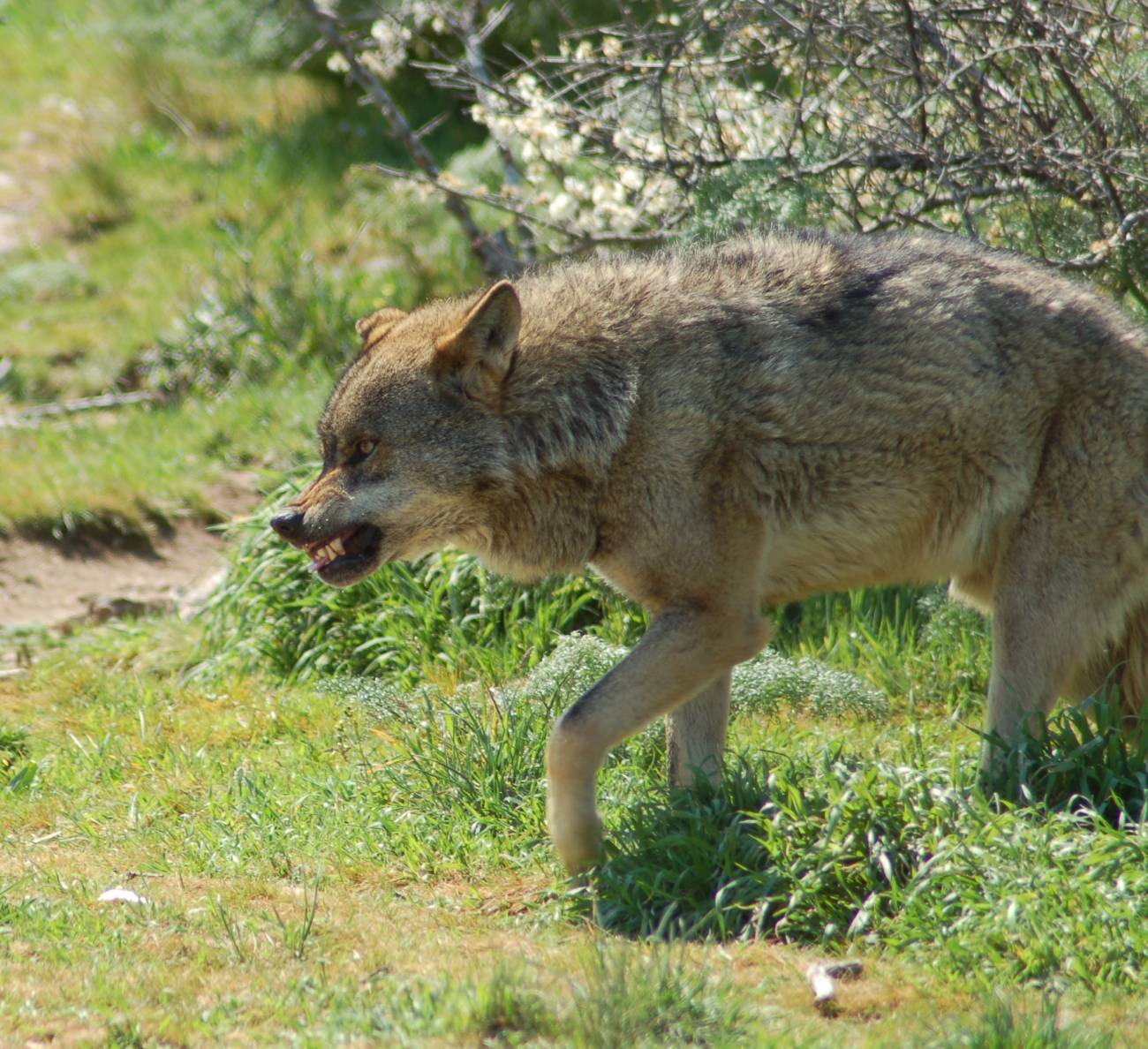Ejemplar de lobo ibérico.