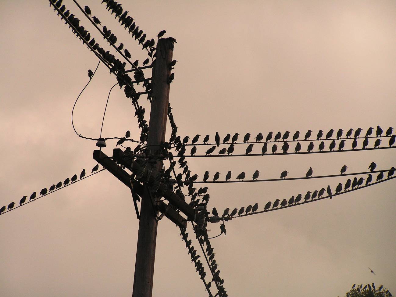 El MARM destina 13 millones para proteger a las aves de los tendidos eléctricos