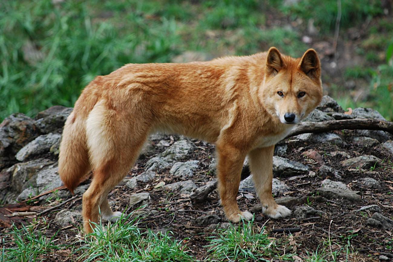 El dingo era considerado una raza antigua. Imagen: Wikipedia. 