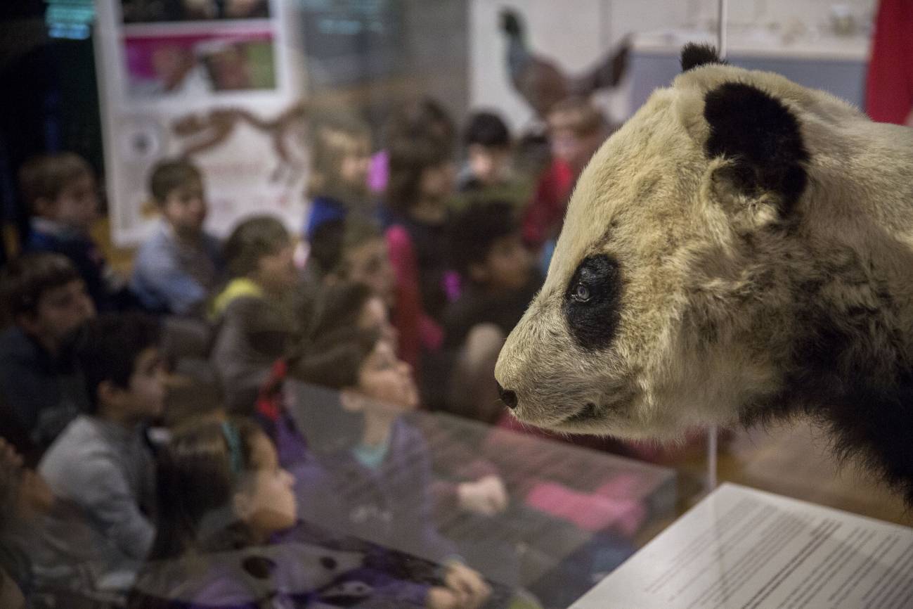 El oso panda Chu-Lin ‘vivirá’ para siempre en el museo