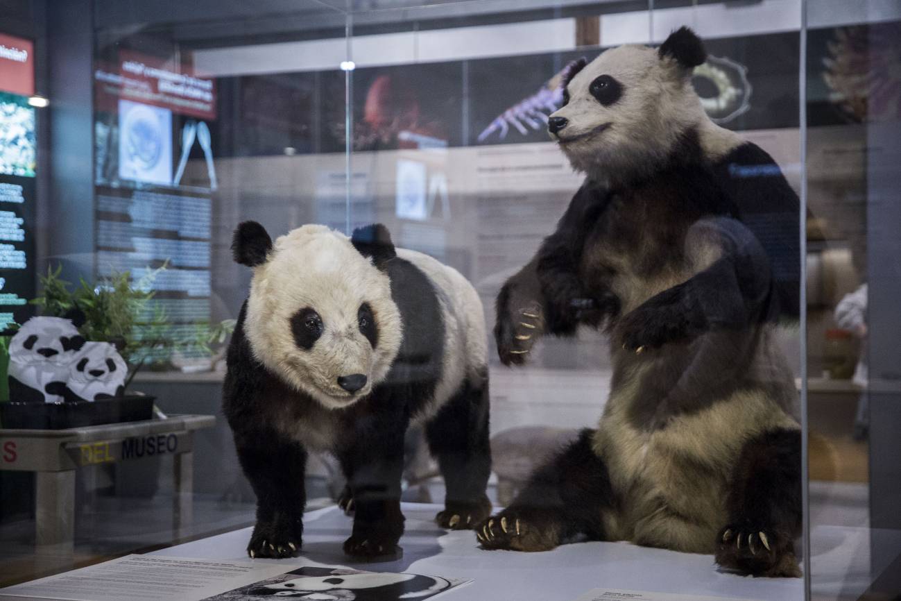 El oso panda Chu-Lin ‘vivirá’ para siempre en el museo