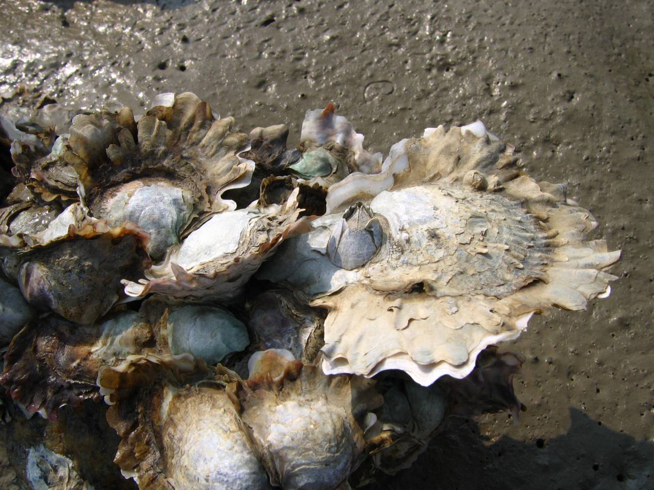 Ostras en la zona intermareal de Xiamen (China). Imagen: Qian  